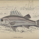 Illustration for article titled Natural History of Fishes of the Perch Family